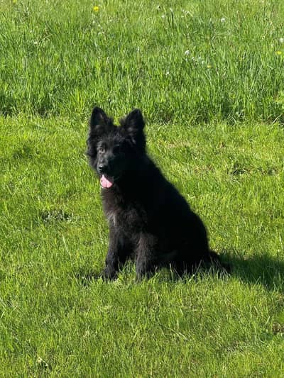 Black shepherd Puppy | Long coat | Puppies | Dog for sale