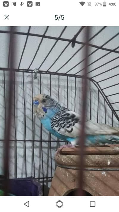 Augustralin pair -- chugi Amar sindhu