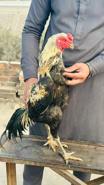 pure vatnami burmi |pakistani cross|pure vatnanmi cross |high quality