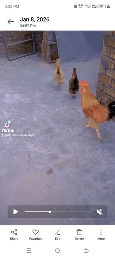 1 male cock and two female hen