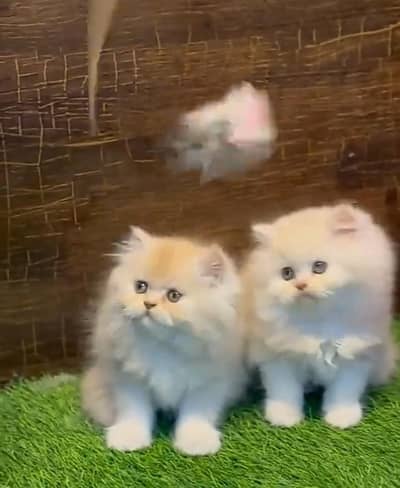 Persian cat kitten for sale. My WhatsApp 03472175246