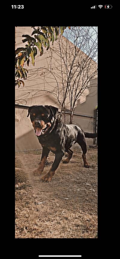 Rottweiler