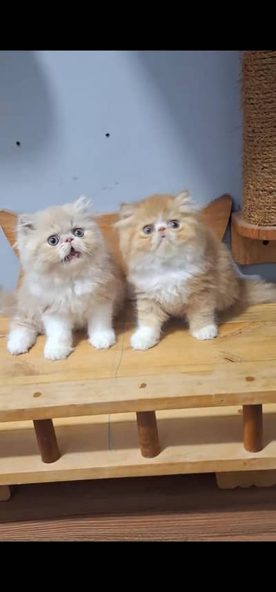 Quality Persian Punch face cat & kitten is03062848895Whatsapp