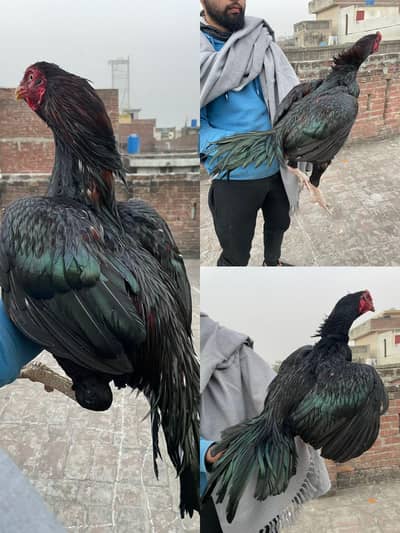 3 rooster for sale