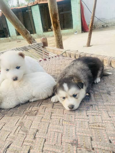 Siberian Husky Pair | Husky puppies | triple coated | Blue Eyes | Dog