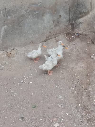 4 duck are available contact number 0370279487