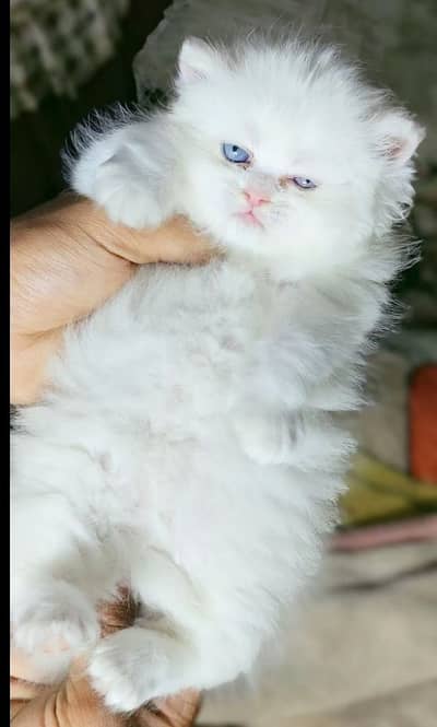 Persion cat 2month age for sale