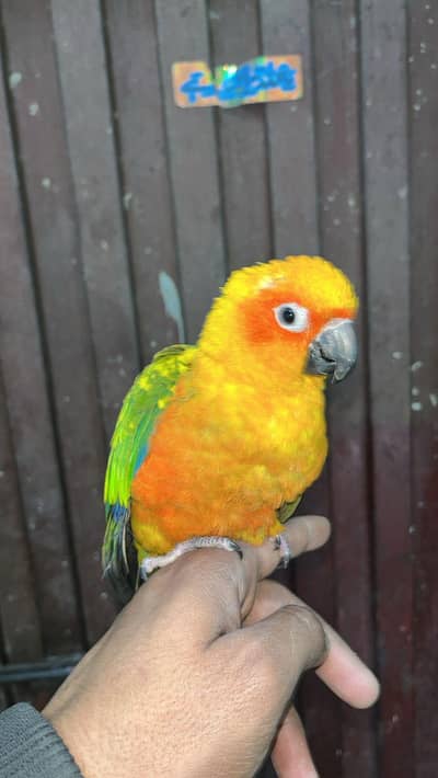 for sale  full Tame zero bite