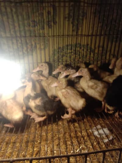 duck chicks desi duck chicks