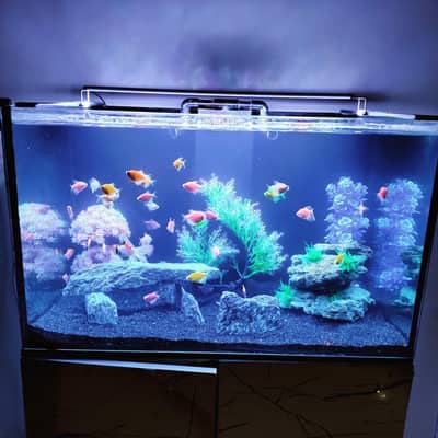 Beautiful 2.5ft Aquarium