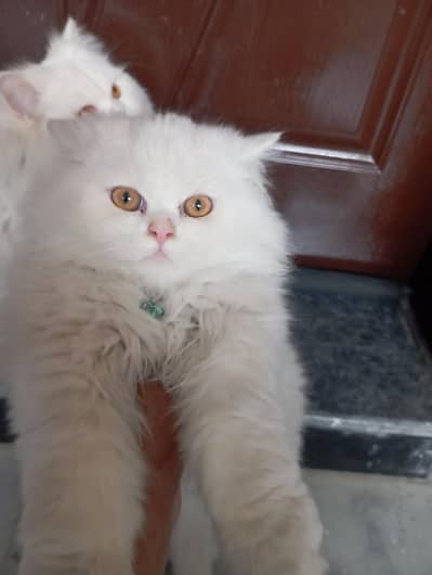 WHITE PERSIAN KITTENS
