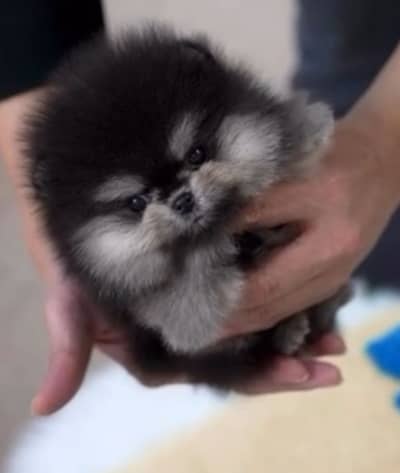 Pomeranian puppy