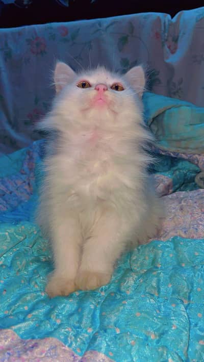 persian kittens