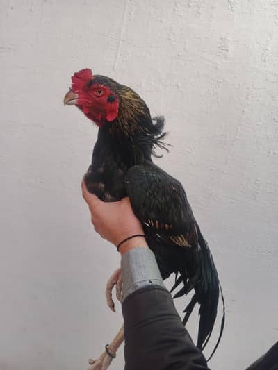 lasani old blood line whtsap 03361155620