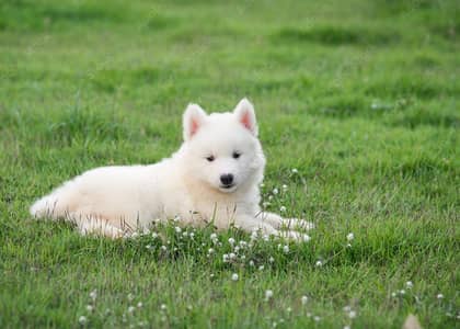 Siberian Husky Puppy | White Husky | Wolly coat | Dog Puppies sale