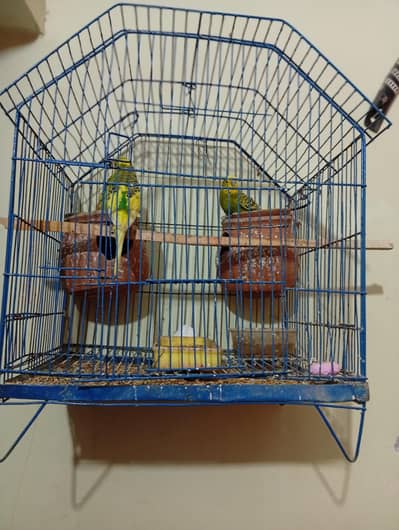 Australian parrot for Sale