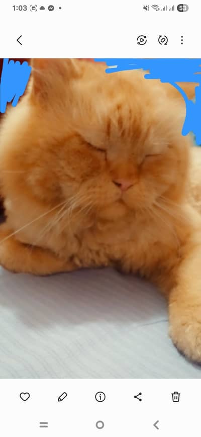 Orange ginger persian cat