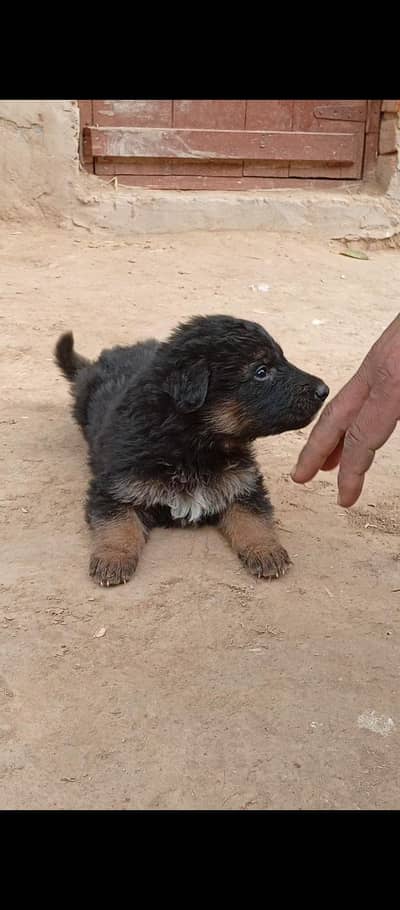 Belgium x Long Coat German