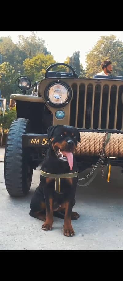 top quality rottweiler