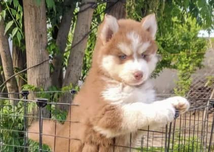 Siberian husky puppy sale