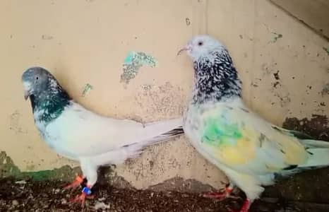 Top class breeder pair for sale urgent