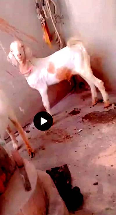 Bakra 4mine ka,wtsb,nmbr,0310,2639,551,