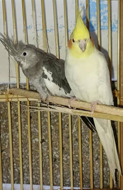 cockatiel parrots