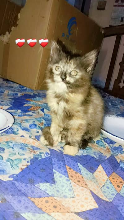 Persian kitten and Cats