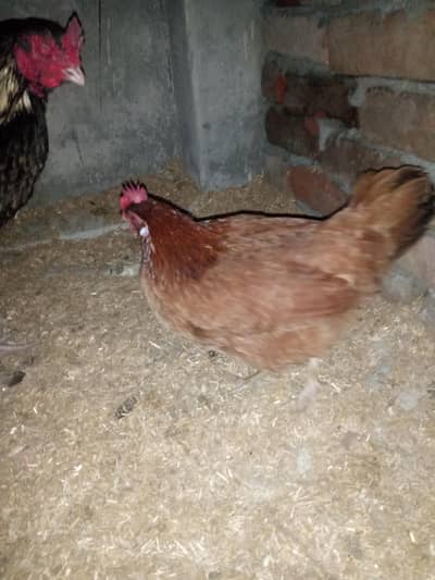 pure desi egg laying