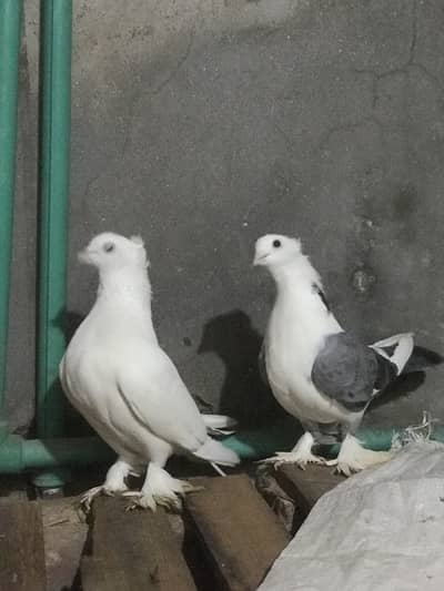 Peigon pair For sale