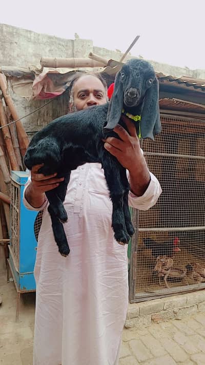 Beetal Bakri | Female | Gaot | White Eyes | بکری