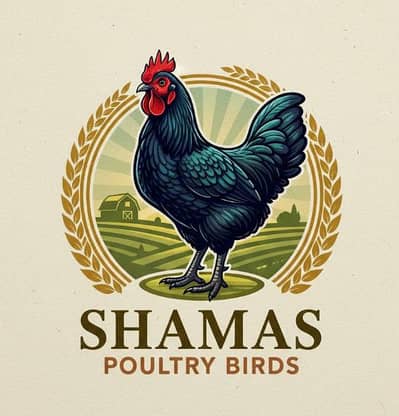 Heritage Australorp |black & blue Australorp chicks |eggs |Australorp