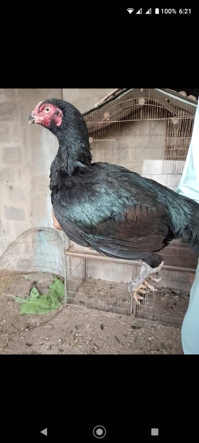 pure black  Aseel maadi