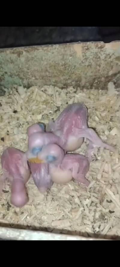 Kashmir Raw Baby Chick