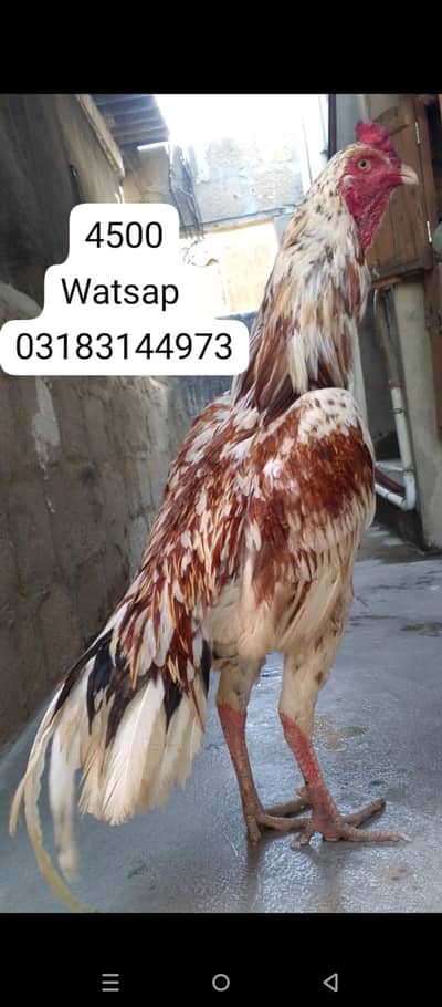 aseel murga | aseel murgi | murga