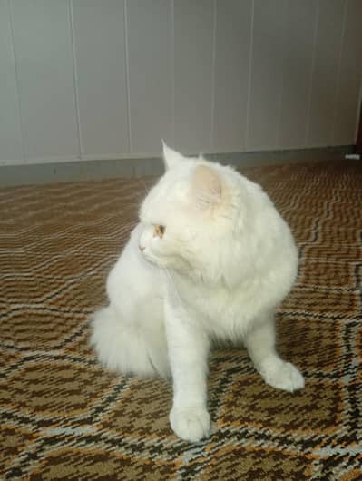 Persian cat for sale