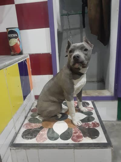 pitbull female