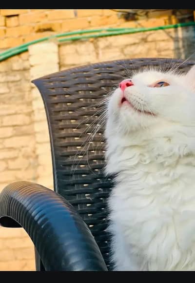 Persian female kitten for sale 0320-82-95-997 Whatsapp number