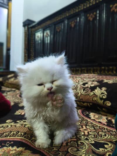 Whatsapp 03143017390