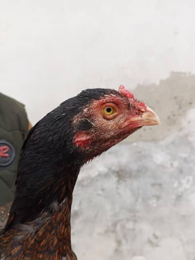 ASEEL MIAWALI Breeder Madi