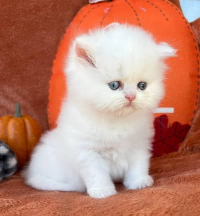 Persian cat triple quote 5 face mein later train