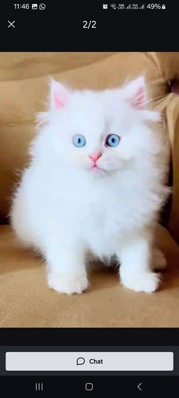 Persian cat for sale male female vaccine clear 0340=14=20=834=