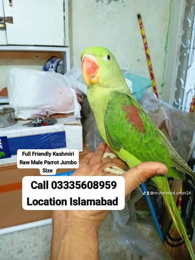 Hand Tamed Full Friendly Kashmiri Raw Male Parrot Jumbo Size