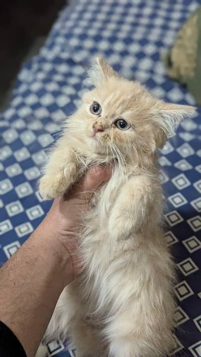 4 Persian Cats for sale