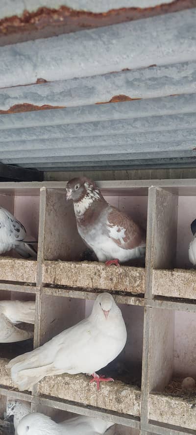 Brown fancy pigeons [brown fancy Kabootar]
