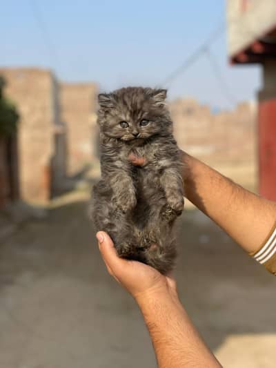 white Persian kitten|Triple long coated|punch Face|Blue Eyes kittens