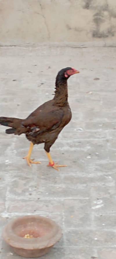 hen for sale with handsome amount