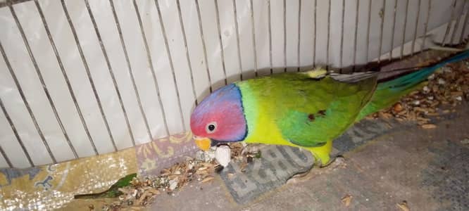 plum Head male hai acha hai male hai