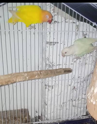 Breeder Pairs (Good Size )