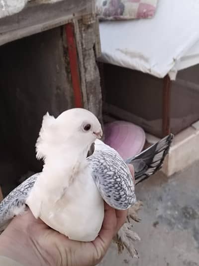 sentinent breeder pair